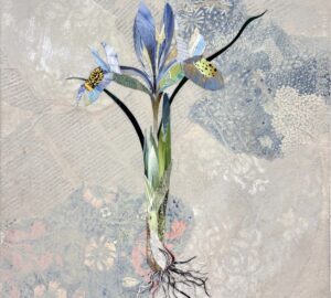 Iris reticulata (våriris)