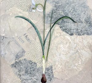 Galanthus nivalis (snödroppe)