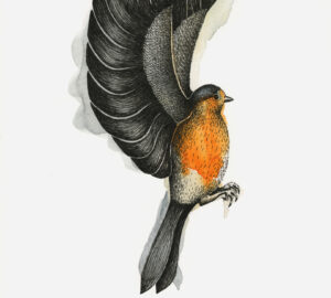Puna