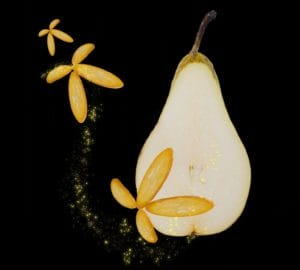 Pear and kumqvat