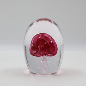 Pieni meduusa, pinkki