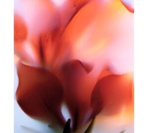 Flora-Floralis XXIV
