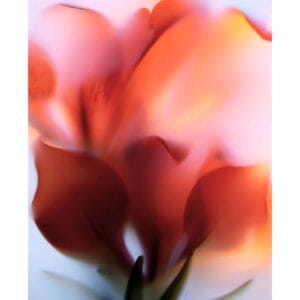 Flora-Floralis XXIV