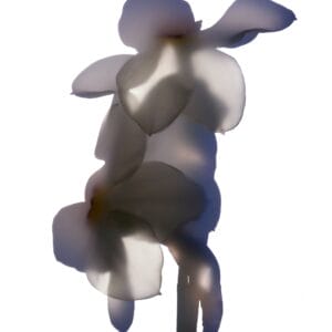 Flora-Floralis XXVII