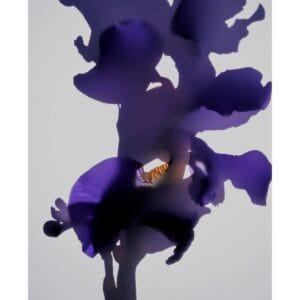 Flora-Floralis XLII