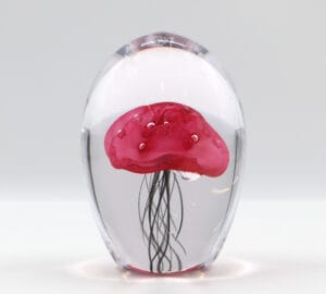 Meduusa, pinkki