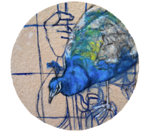 Sininen riikinkukko luonnos paperilla