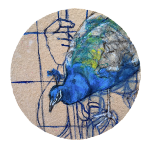 Sininen riikinkukko luonnos paperilla