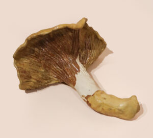 Ruskea sieni vaalealla taustalla