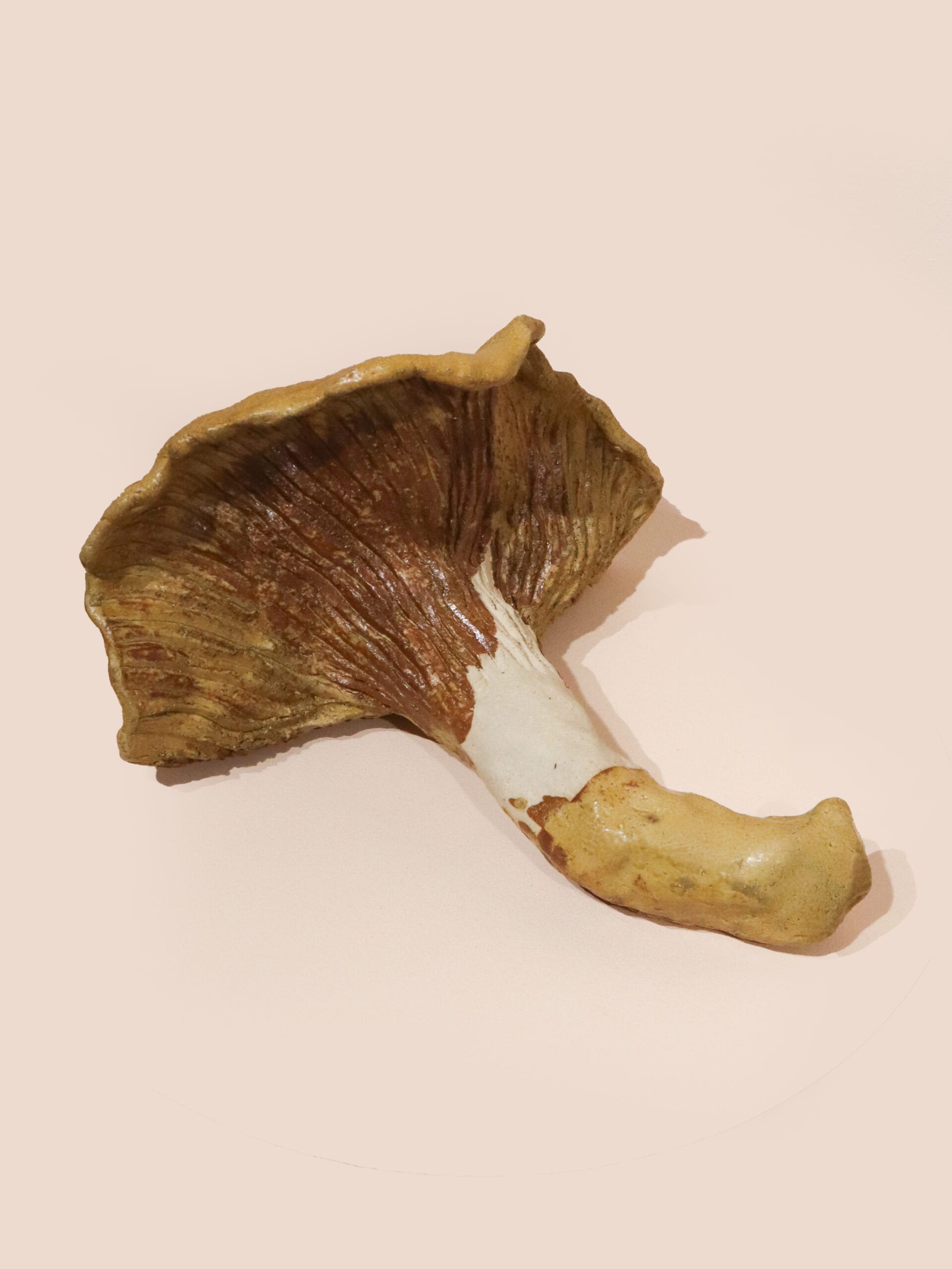 Ruskea sieni vaalealla taustalla