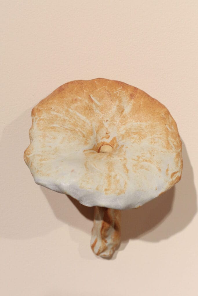 Vaalea sieniveistos vaalealla taustalla.