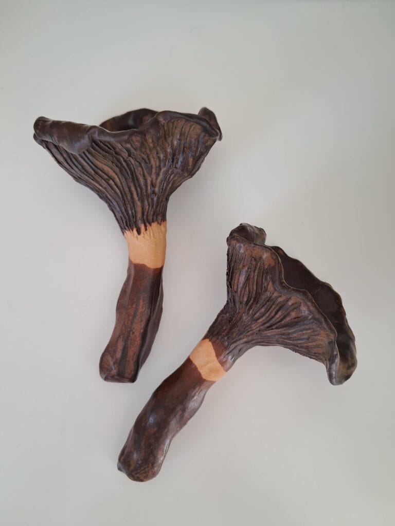 Kaksi mustatorvisientä valkoisella taustalla