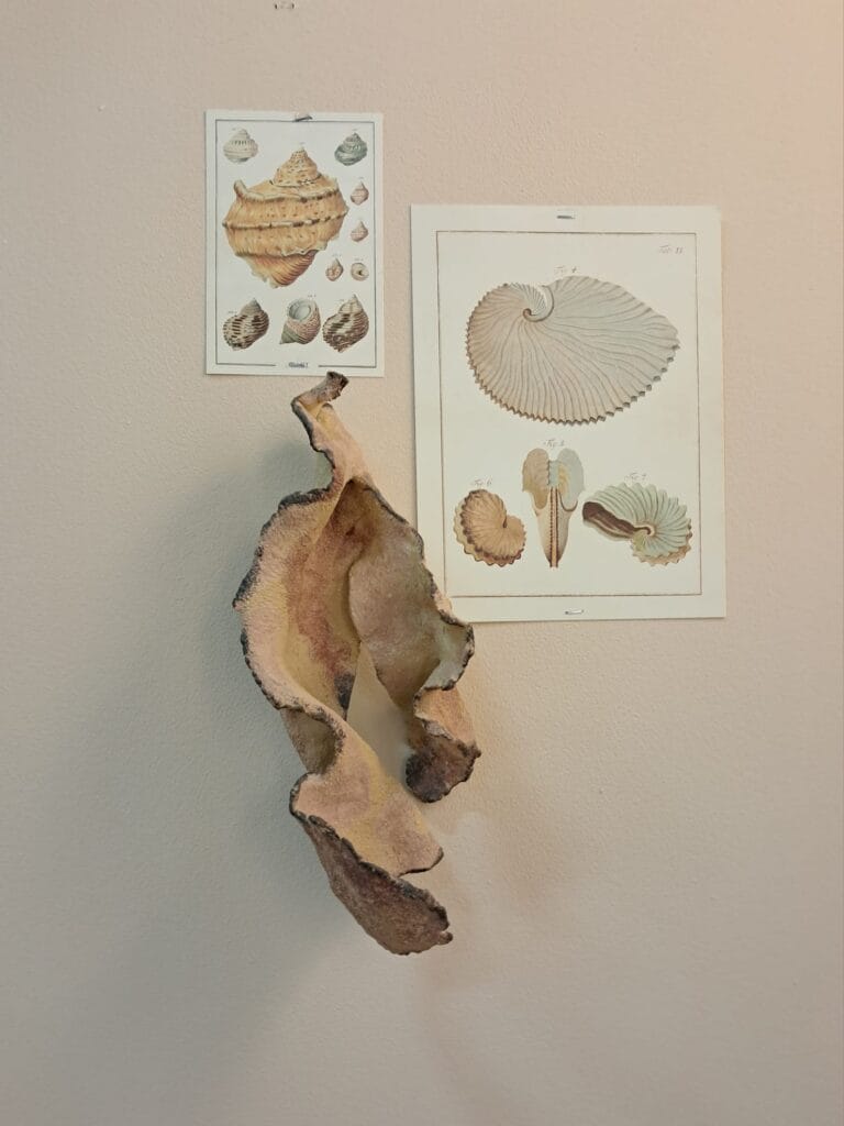 Seinällä koristeellisia simpukoita ja piirustuksia.